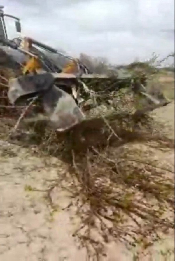 Kayserili Çiftçi 200 Kayısı Ağacını Don Vurunca Söktürdü