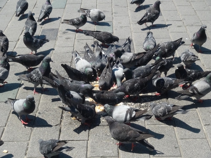 Sağlık Çalışanları Taksim’deki Kuşları Besledi