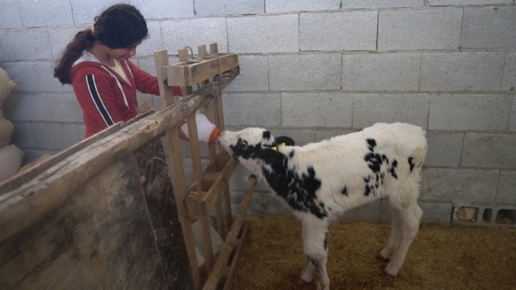 Hayvan Yetiştiricilerine Destek Sürüyor