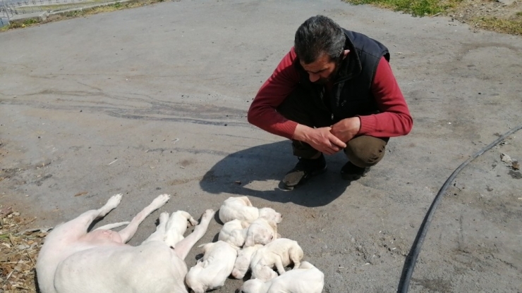 Şişli’de Yavru Köpeklere Belediye Ekipleri Sahip Çıktı