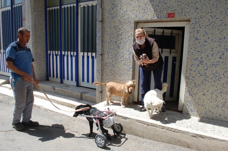 ‘Sinirden Ellerim Titriyor’ Diyerek Köpeğini Ezen Sürücüye Tepki Gösterdi