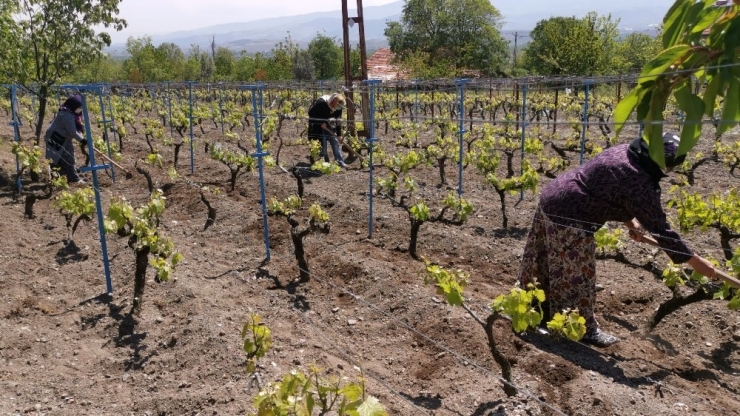 Korona Virüs Bağ Yaprağı Üretimine Engel Olamadı
