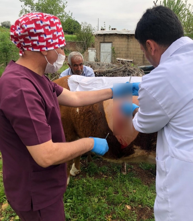 Onlarda Hayvan Sağlığı İçin Görev Başında