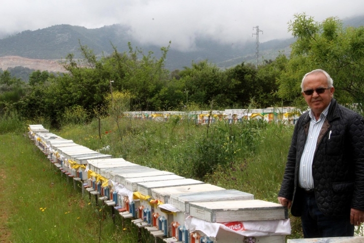 Tab Başkanı Şahin: "Çam Balı Gıda Kodeksine Girdi"