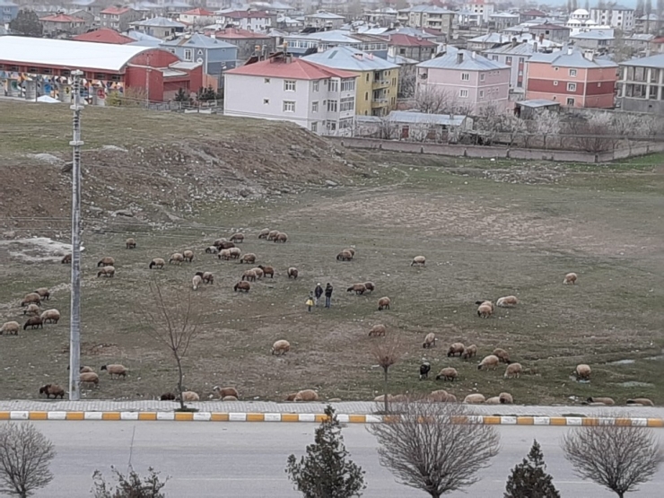 Çocukların Top Koşturduğu Bölgeler Hayvanlara Kaldı