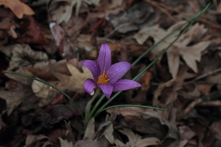 Yeni Bir Endemik Tür Keşfedildi: "Karacaoğlan Çiğdemi"