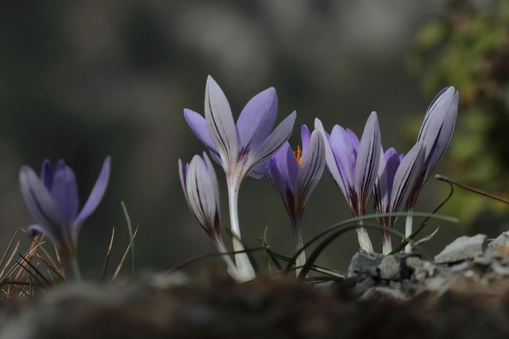 Yeni Bir Endemik Tür Keşfedildi: "Karacaoğlan Çiğdemi"