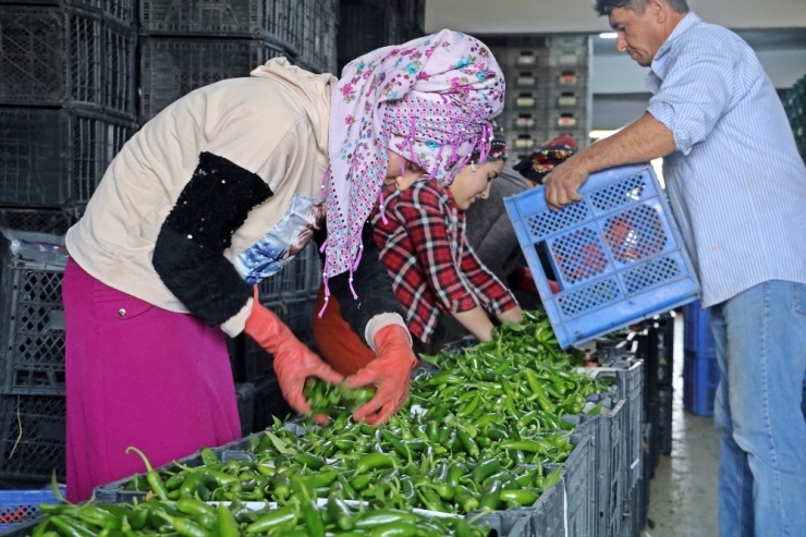 ’Evde Kal’an Tüketiciye Sebze Ve Meyve Fiyatlarında Sevindiren Haber