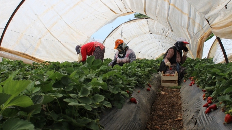 Herkes Evde Kaldı, Çiftçi Üretime Devam Etti