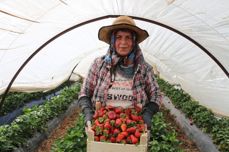 Herkes Evde Kaldı, Çiftçi Üretime Devam Etti