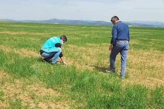 Aslanapa’da Bitkisel Ürünlerde Bitki Sağlığı Faaliyetleri