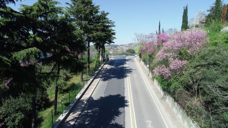 İstanbul Boğazı’nda Çiçek Açan Erguvanlar Havadan Görüntülendi