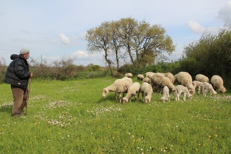 Korona Virüse İnat Bu Köyde Tarım Ve Hayvancılık Sürüyor