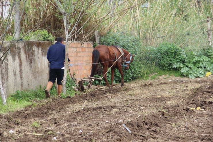 Bu Da At Eğitmeni, Eğitimi Başarı İle Geçen Atların Fiyatı Yüzde 100 Artıyor