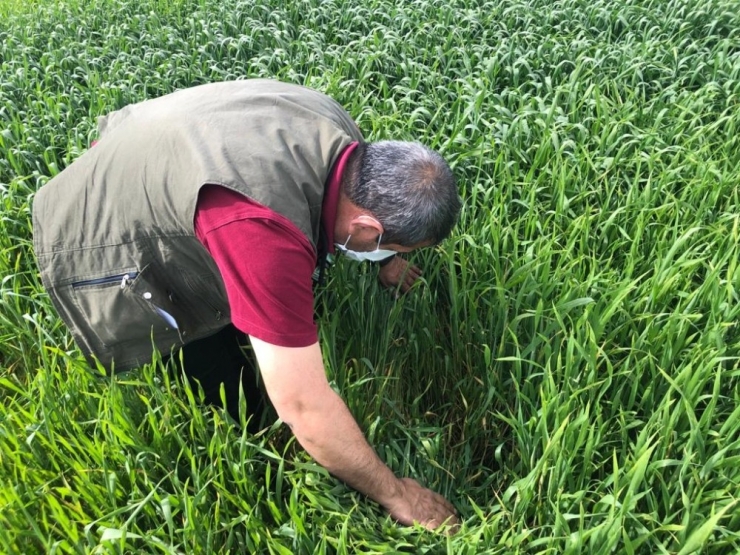 Diyarbakır’da Süne İle Mücadele Sürüyor