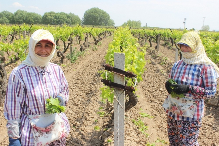 Yaprak Üzümüne Rakip Oldu