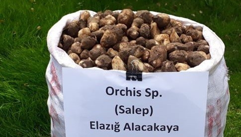 Kaçak Salep Soğanı Toplayanlara 153 Bin Tl Ceza Kesildi