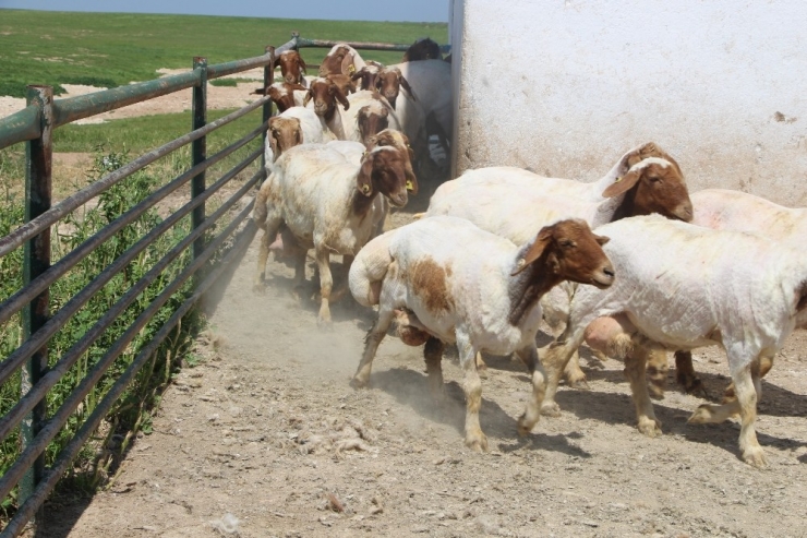 Türkiye’nin Elit Koyunlarına Özel Bakım