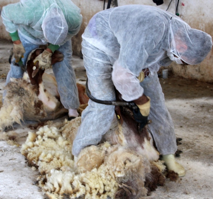 Türkiye’nin Elit Koyunlarına Özel Bakım