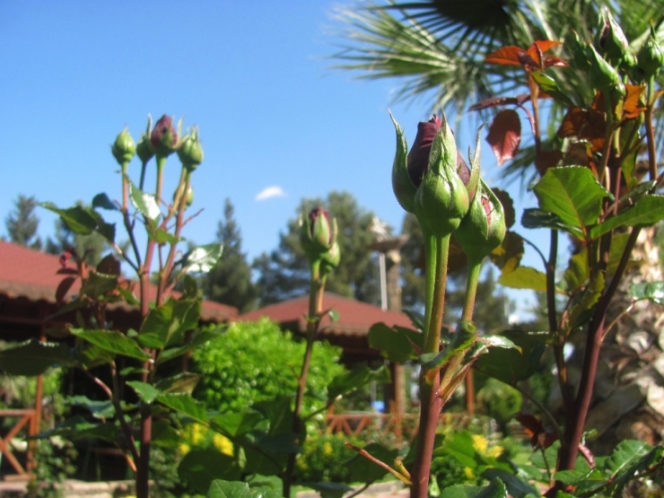 Recep Tayyip Erdoğan Parkı’nda Bu Bahar Güller Sessiz Sedasız Açıyor