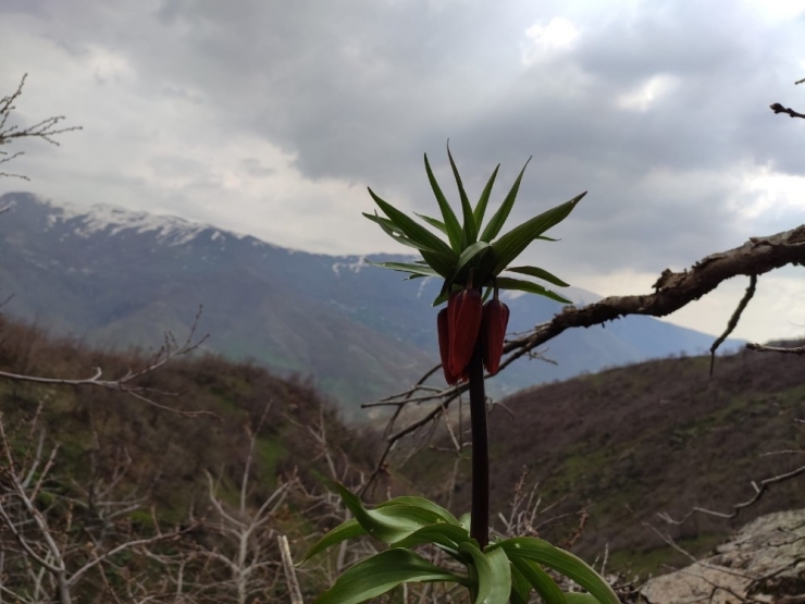 Şemdinli’de Ters Laleler Açtı