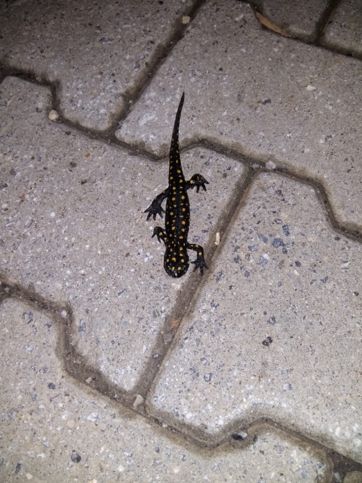 Bitlis’te ’Benekli Anadolu Semenderi’ Görüntülendi