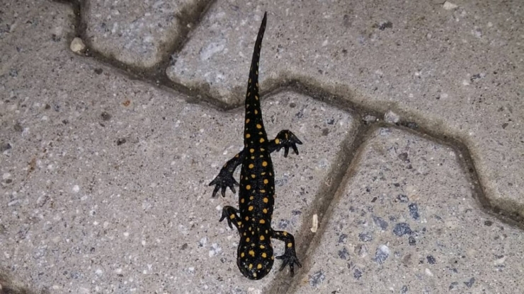 Bitlis’te ’Benekli Anadolu Semenderi’ Görüntülendi