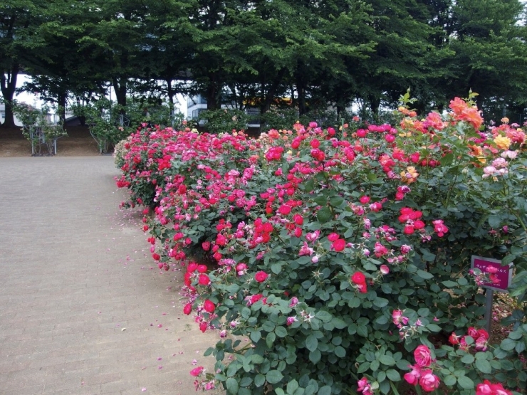 Japonya’da Parklara Gidilmesini Önlemek İçin Çiçekler Budandı