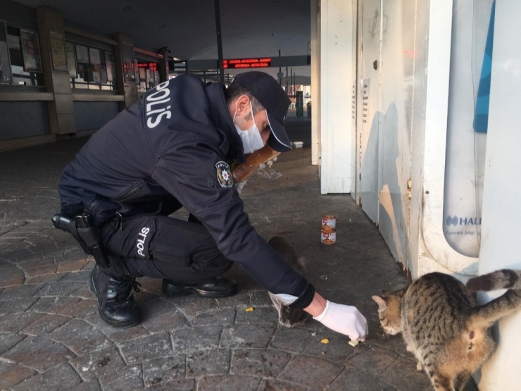 Polis Memuru İftarlık Yemeğini Sokak Kedileri İle Paylaştı
