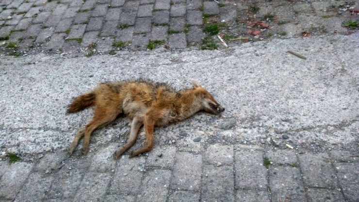 Şehre İnen Çakalı Vatandaşlar Öldürdü