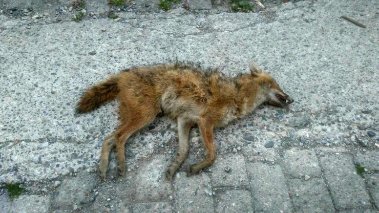 Şehre İnen Çakalı Vatandaşlar Öldürdü