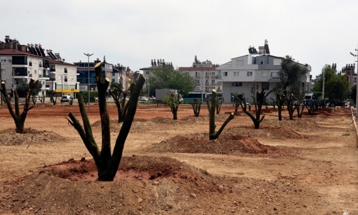 Bir Portakal Bahçesi De Mehmet Akif Ersoy Mahallesine