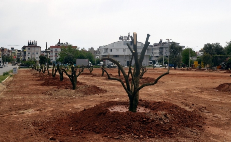 Bir Portakal Bahçesi De Mehmet Akif Ersoy Mahallesine