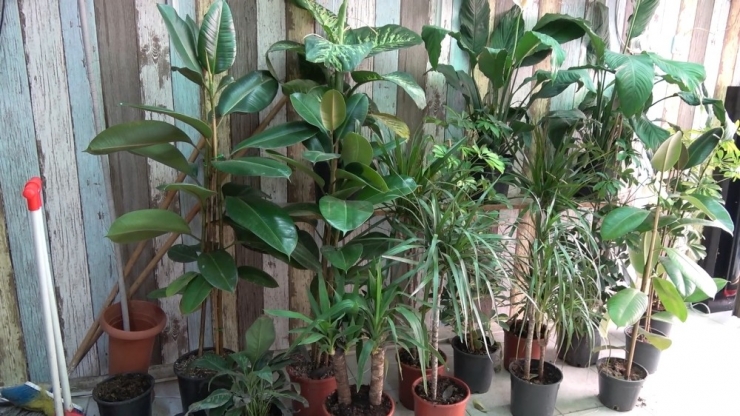 Korona Virüs Salgını Çiçek Satışlarını Artırdı