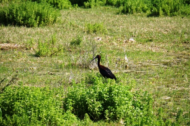 Bodrum’da İlk Kez Görüntülendi