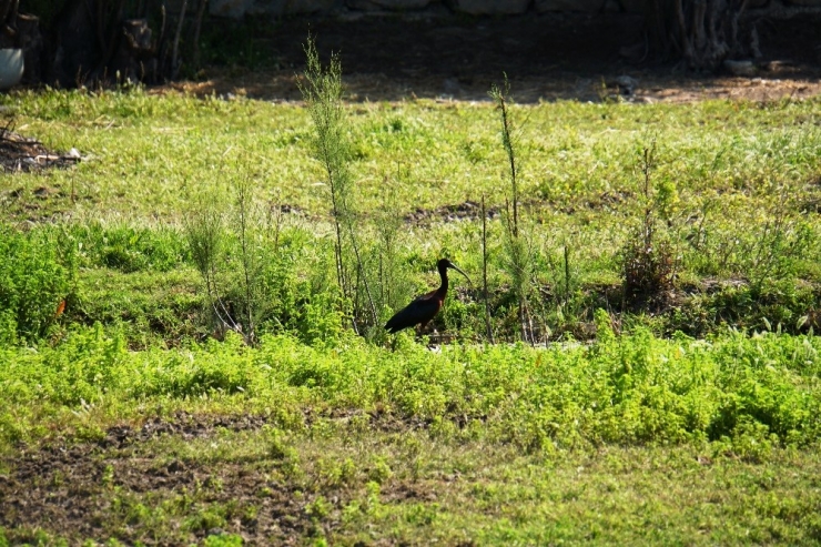 Bodrum’da İlk Kez Görüntülendi