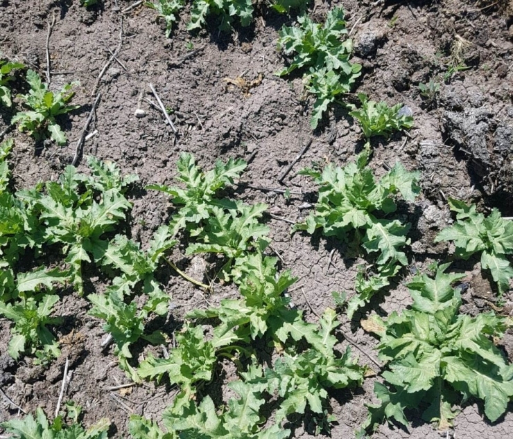 Kütahya’da 53 Bin 400 Kök Kaçak Ekilmiş Haşhaş Bitkisi Ele Geçirildi