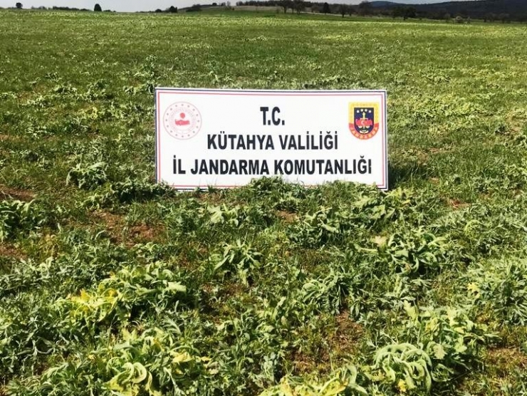 Kütahya’da 53 Bin 400 Kök Kaçak Ekilmiş Haşhaş Bitkisi Ele Geçirildi