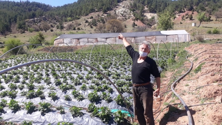 Ormanın Ortasında Doğal Ürünler Yetiştiriyor