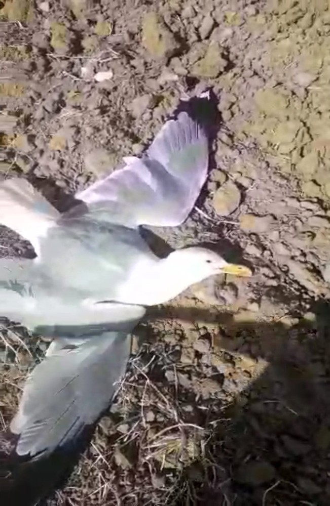 Martı Vuran Avcıya 16 Bin Lira Para Cezası