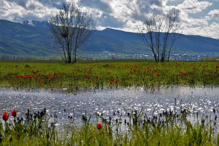 Muş’ta Lale Tarlaları Boş Kaldı