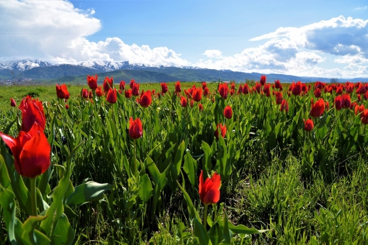 Muş’ta Lale Tarlaları Boş Kaldı