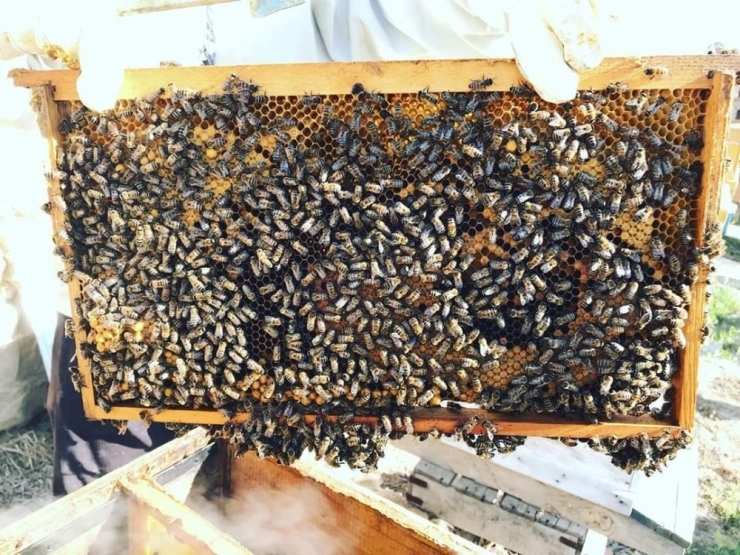 Nallıhan’da Arıcıların Bakım Sezonu Başladı