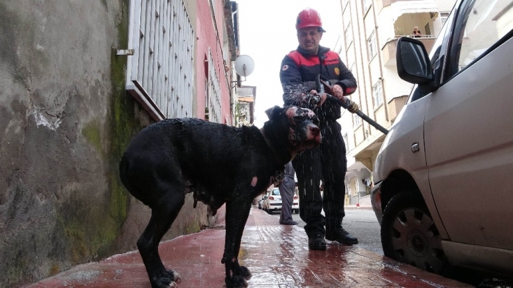 Yangında Alevler İçinden Çıkartılan Köpeğe İtfaiyeden Suyla İlk Yardım