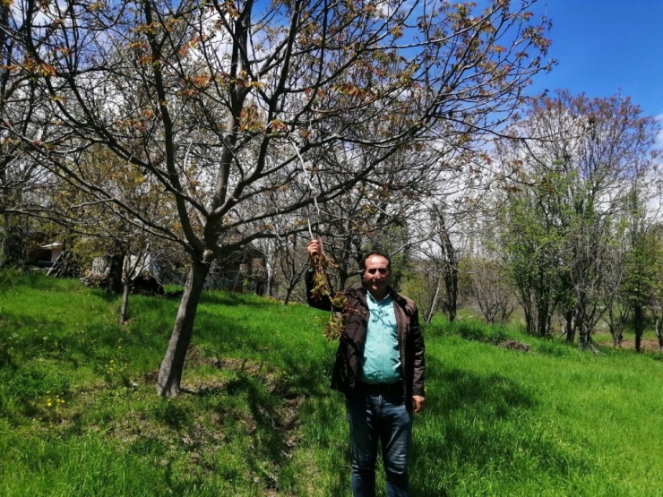 Şebin Cevizini Don Vurdu