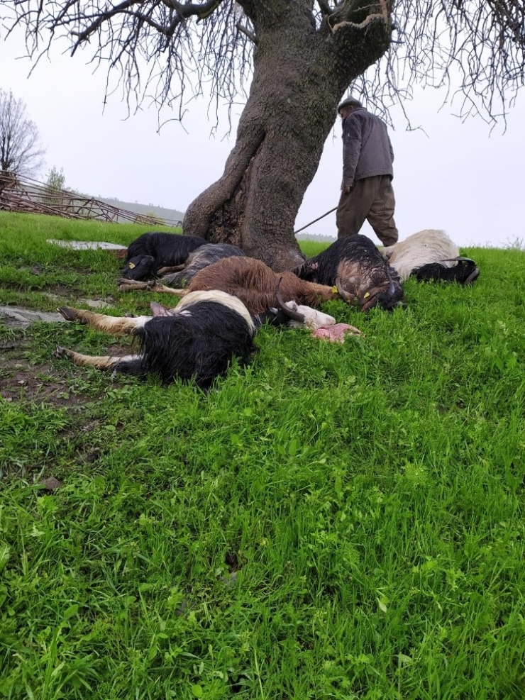 Şırnak’ta Yıldırımın Düşmesi Sonucu 10 Keçi Telef Oldu