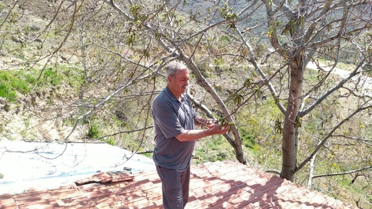 Soğuk Hava Kayısıdan Sonra Ceviz Ağaçlarını Da Etkiledi