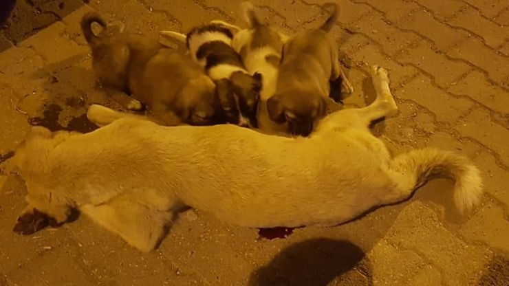 Öldürülen Köpeği Yavruları Kaldırmaya Çalıştı