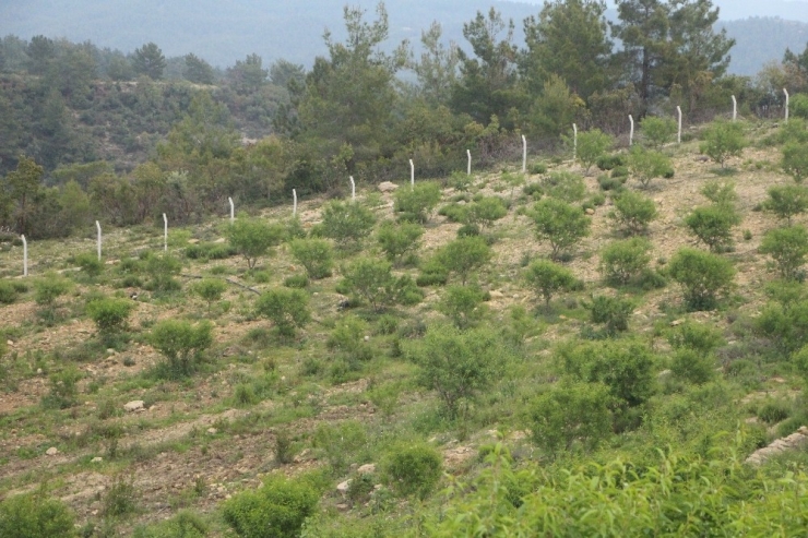 Ormandan Kiraladığı Arazide Badem Ve Harnup Yetiştiriyor