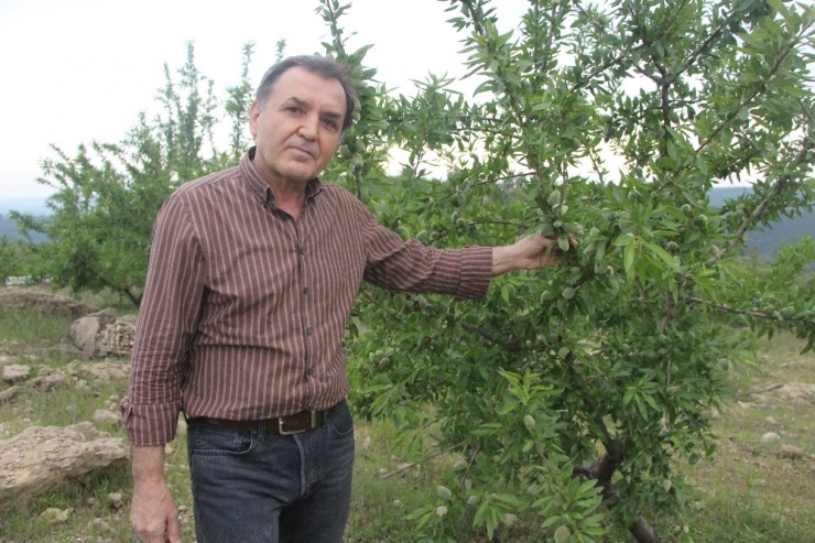 Ormandan Kiraladığı Arazide Badem Ve Harnup Yetiştiriyor